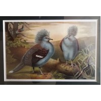 Grafika. Ptaki. XIX wiek